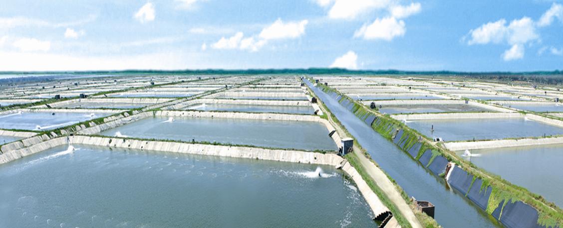 Breakthrough in Reducing EMS Bacteria in Shrimp Ponds