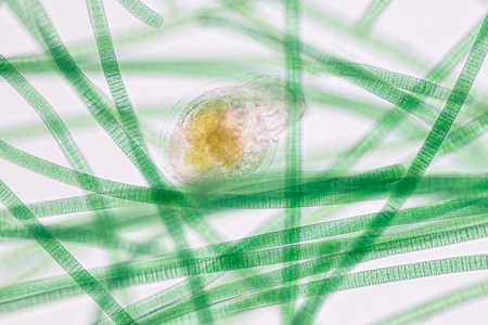 Cyanobacteria&#039;s Game Of BloomsThe latest research from Griffith University provides a fascinating insight: not only can cyanobacteria switch the...