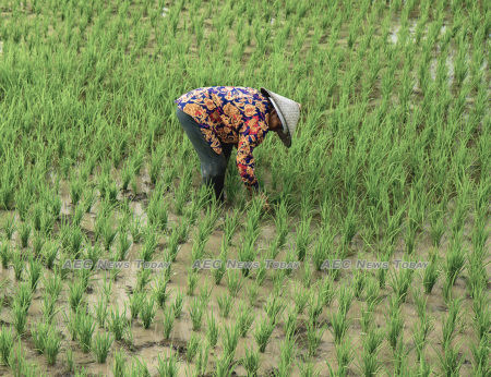 Pilot study finds IoT AWD feasible for smallholder farmers in Vietnam