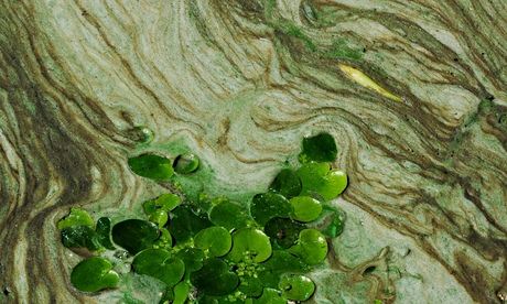 Using the material choking Russian lakes for sustainable water technologies
