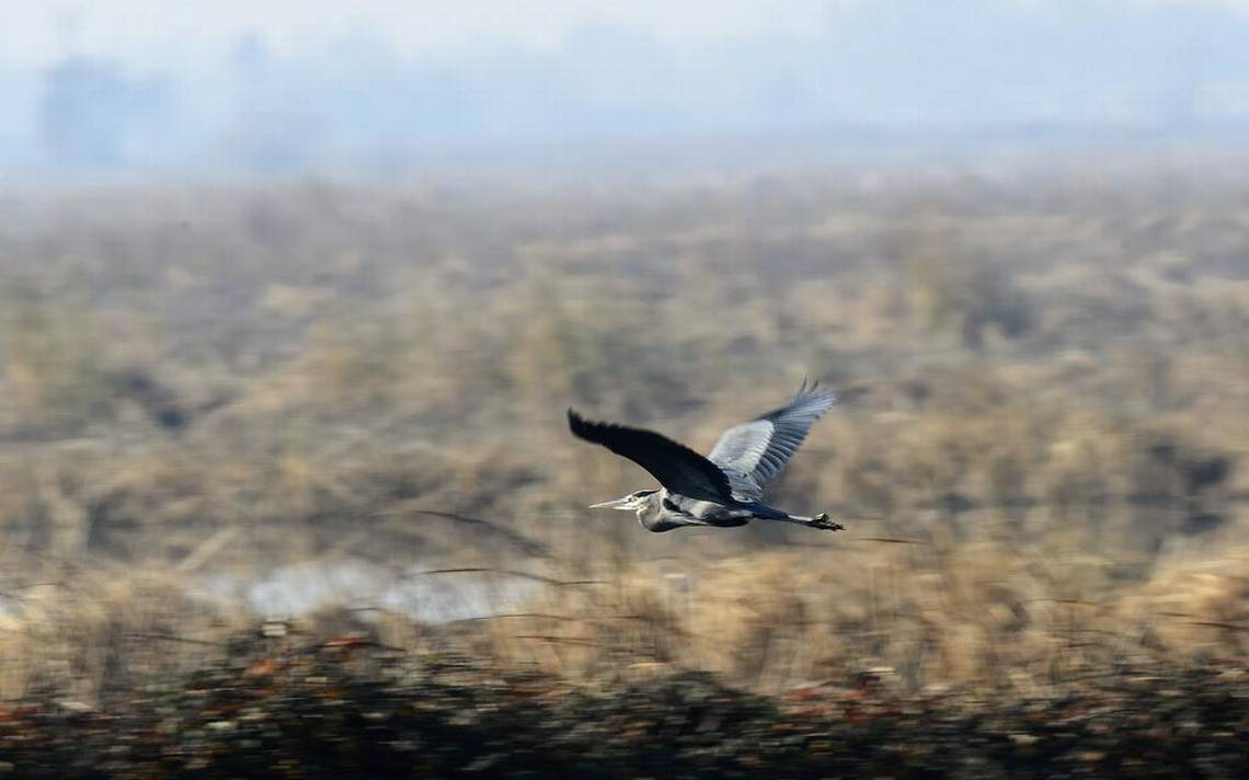 Rice-growing Experiment Will Cut Water Use, but Subtract from Habitat