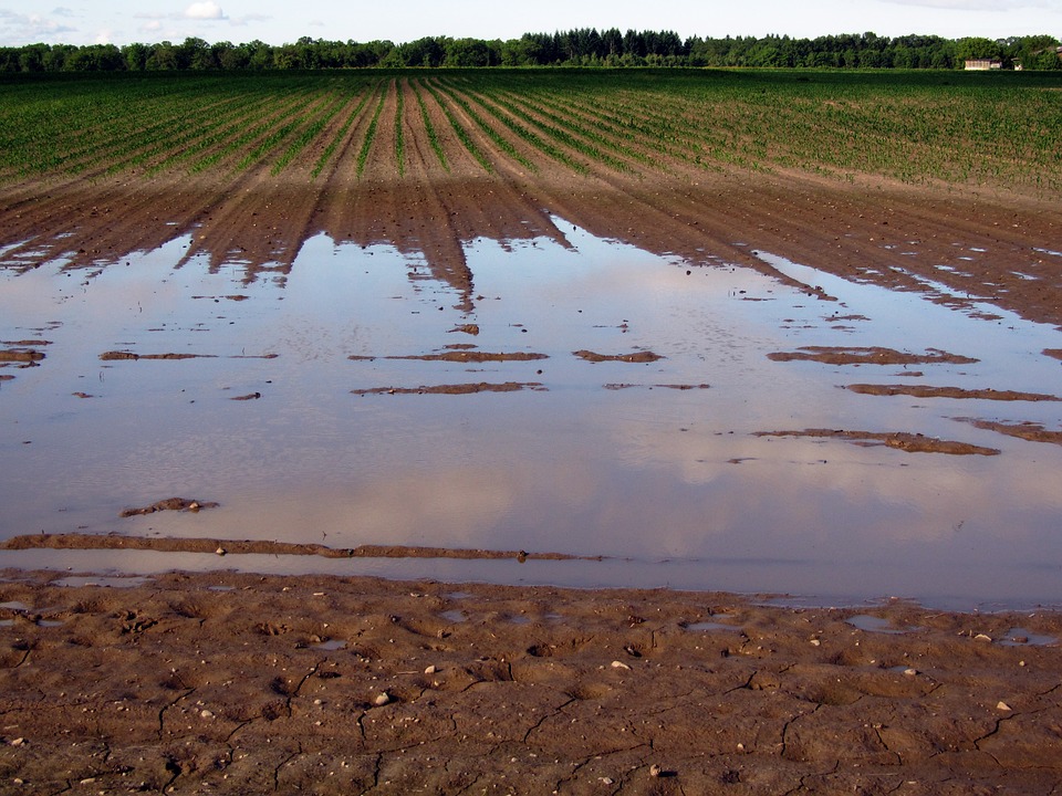 Timing is Key in Keeping Organic Matter in Wet Soils, New Study Finds