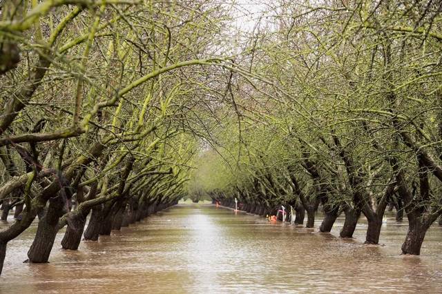 Farmers Harvesting El Niño by Flooding Their Fields