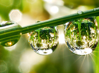 Artificial Transpiration for Solar Water Purification