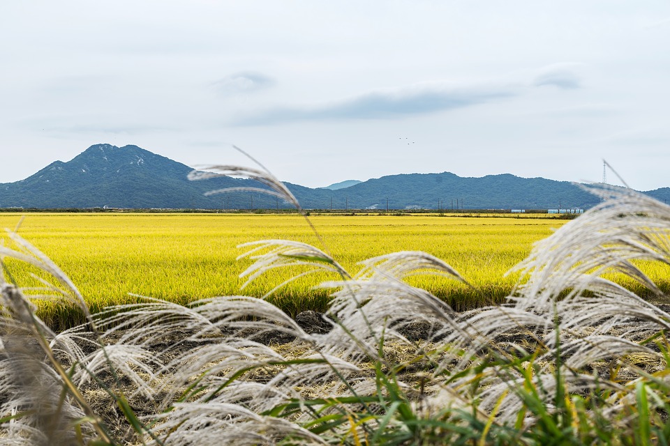 Chinese Scientists Use Rice Straw to Desalinate Seawater