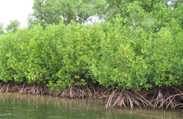 Scientists decode mangrove species, breakthrough may help developing salinity tolerant crop varietiesIn a first-ever genome sequencing for any m...