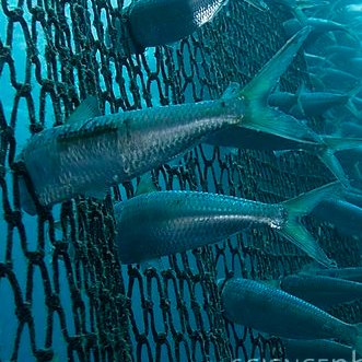 Senegal's fishing community will act on foreign fleets if government doesn't