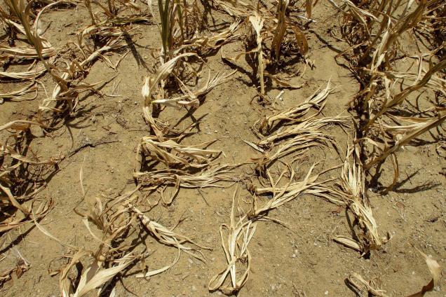 UTS Research to Help with Drought