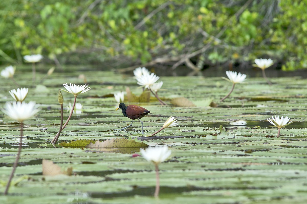 Cleaning Water Naturally the Ancient Maya Way