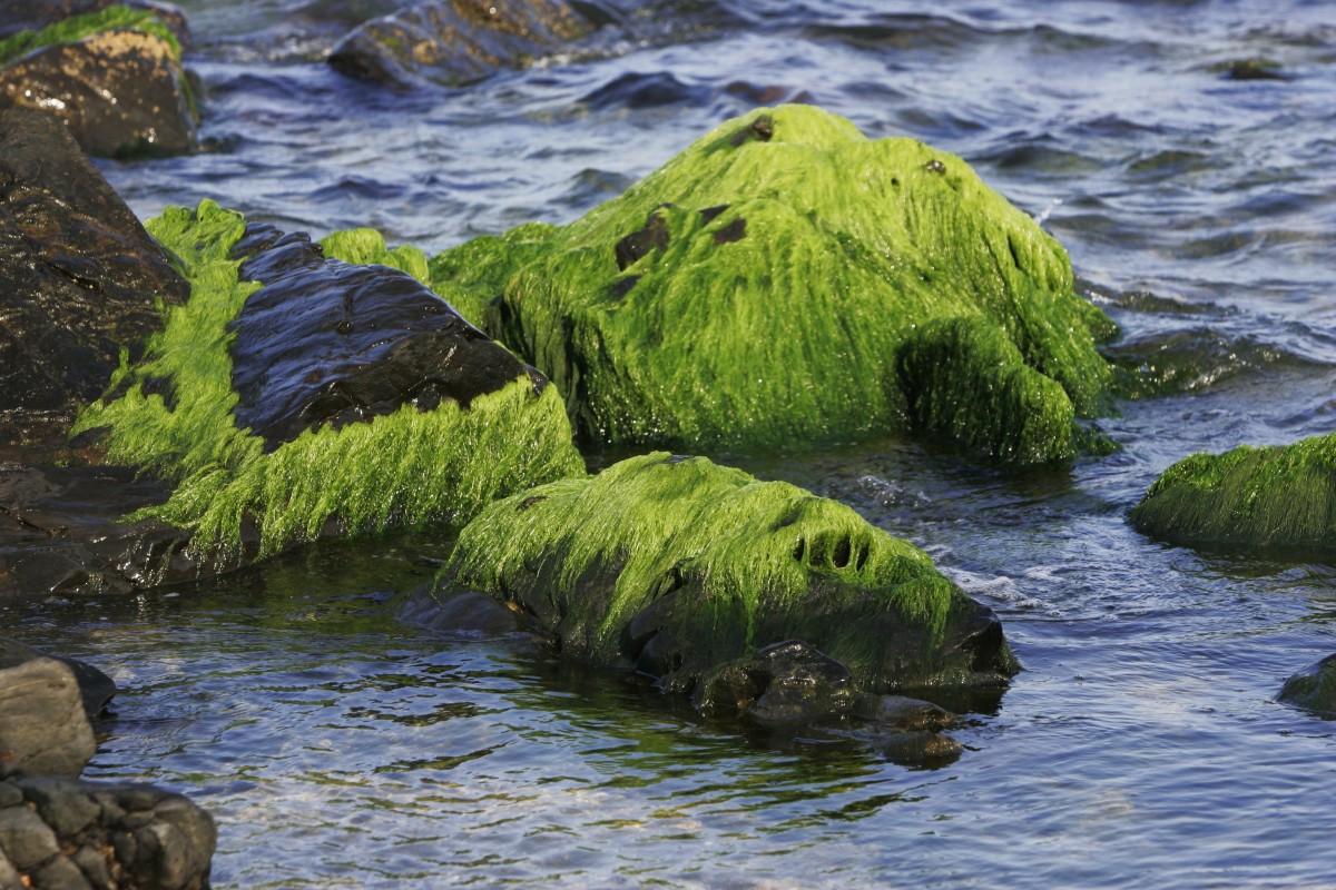 How Artificial Intelligence Can Help Predict Toxic Algal Blooms