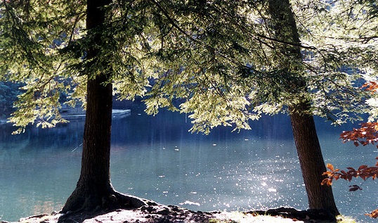 Hemlock Forest Declination Linked to Water Resources