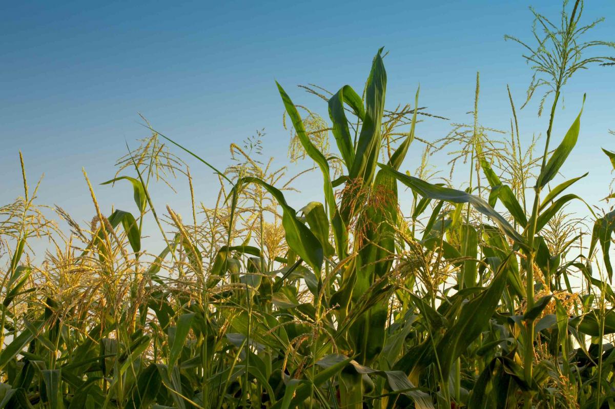 Experiments in Urine Reuse for Agriculture