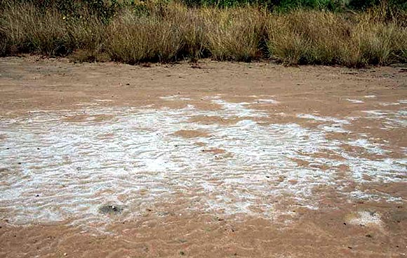 Salinisation Posing Threat to Sunderbans