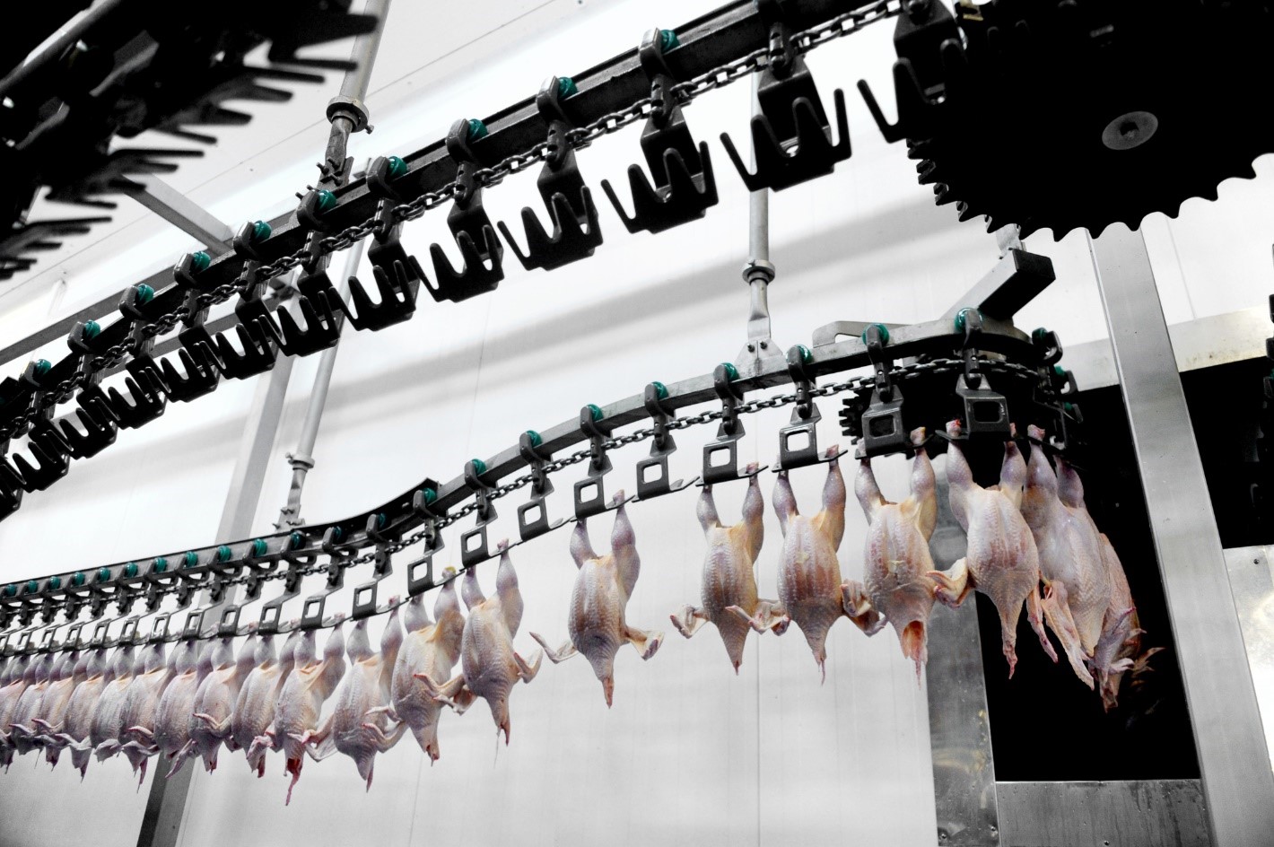 Three Quarters of Large U.S. Slaughterhouses Violate Water Pollution Permits