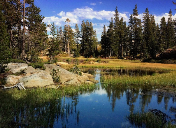 Why Millions ​of Dead Trees ​in the Sierra ​May Have Helped ​Save Water ​During the ​Drought ​
