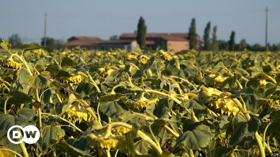 Almost two-thirds of Europe is affected by drought &mdash; EU | DW | 23.08.2022