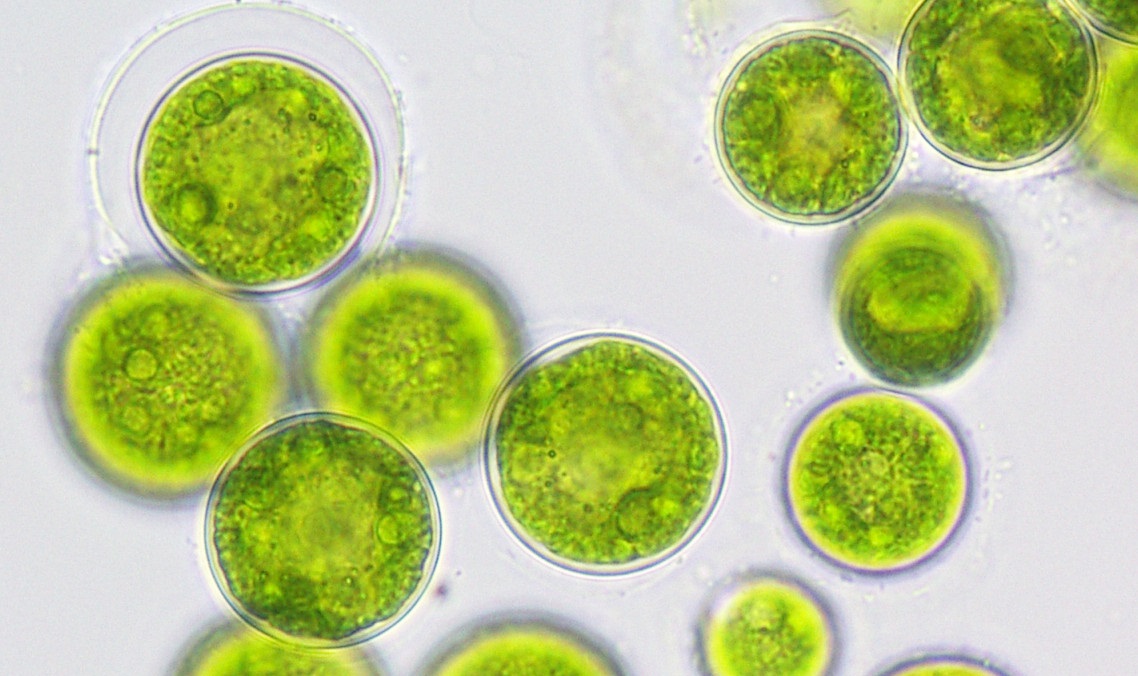 Algae Bloom Toxicity Libraries