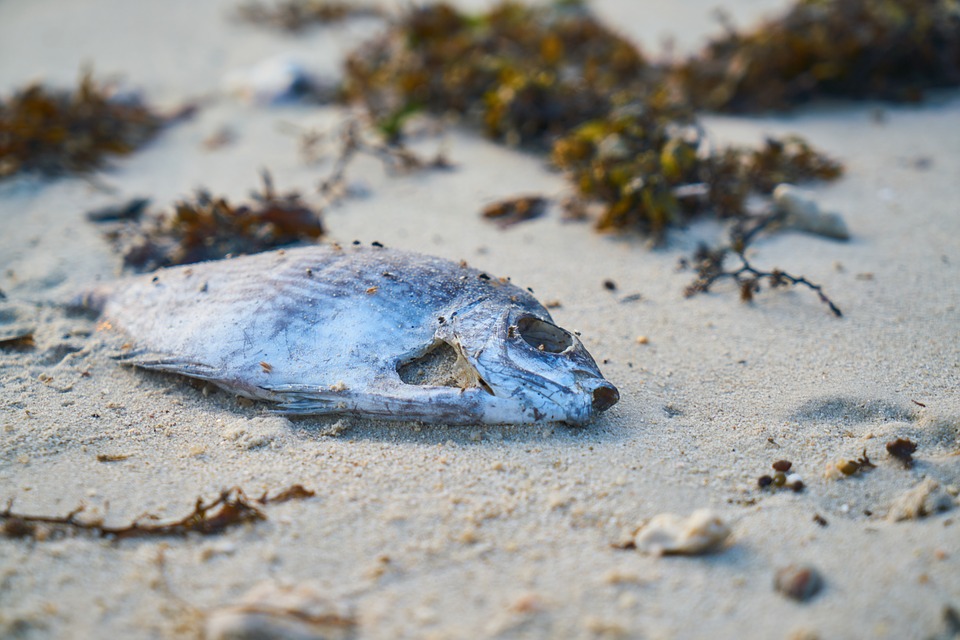 Australia is Facing a Serious Ecological Crisis: A Million Fish Dead After Toxic Algae Bloom