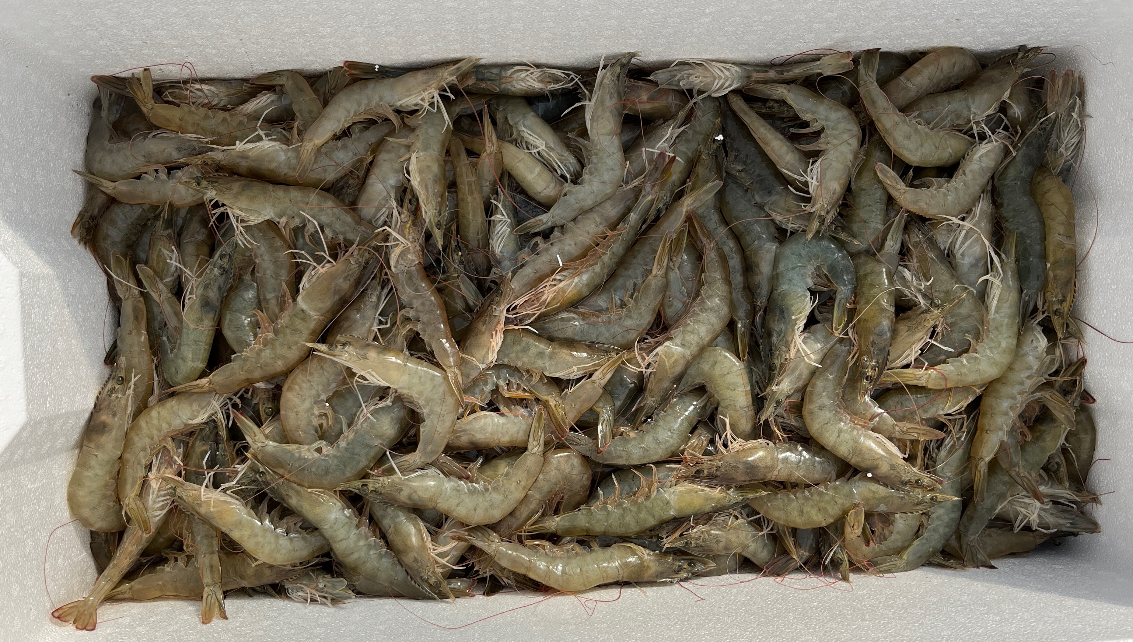 Innovative gas infusion technology boosts shrimp harvests