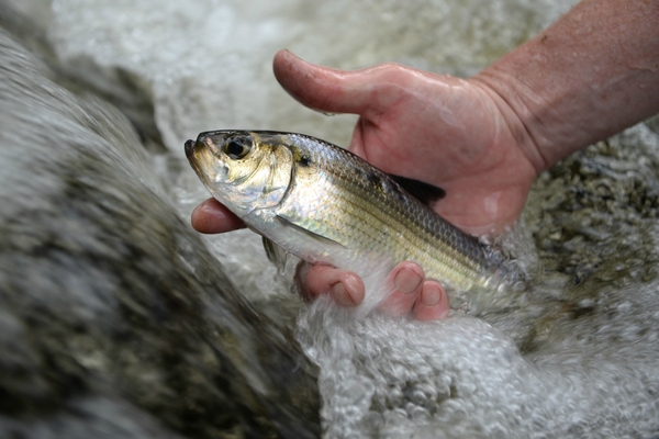 How Big Data Could Save Aquatic Species