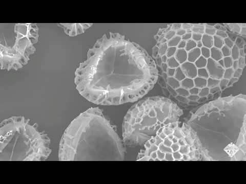 Empty Pollen Grains Could Absorb Drugs and Other Pollutants (Video)