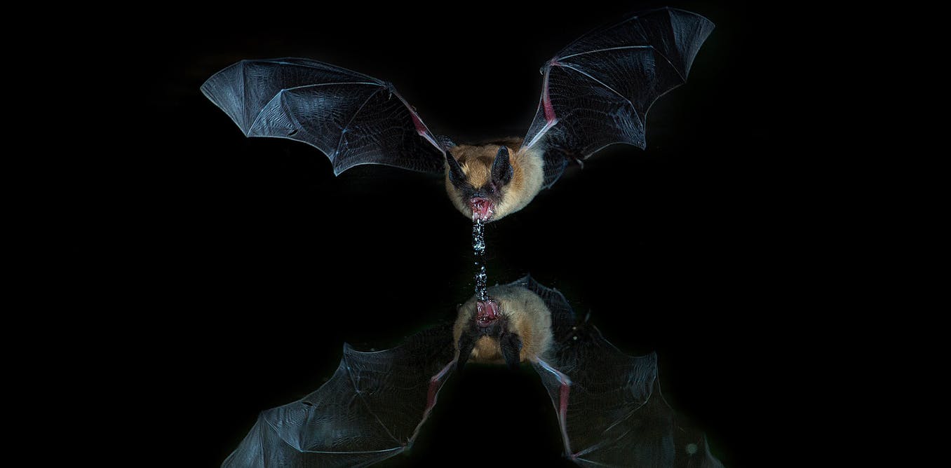 Could Bats Guide Humans to Clean Drinking Water in Places Where it’s Scarce?