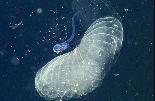 From the surface to the seafloor - How giant larvaceans transport microplastics into the deep sea