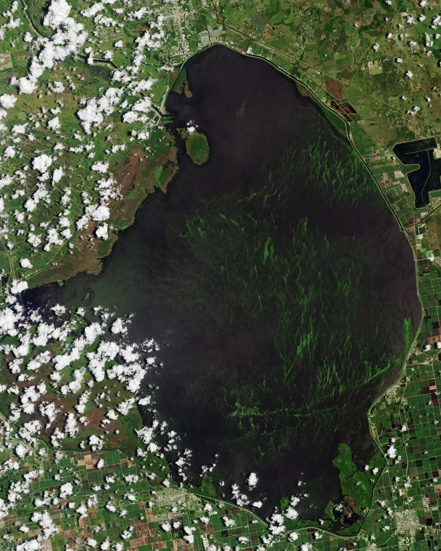 Toxic algal bloom covering Florida lake so big it is visible from spaceAtoxic bloom of blue-green algae is blossoming across Lake Okeechobee in ...