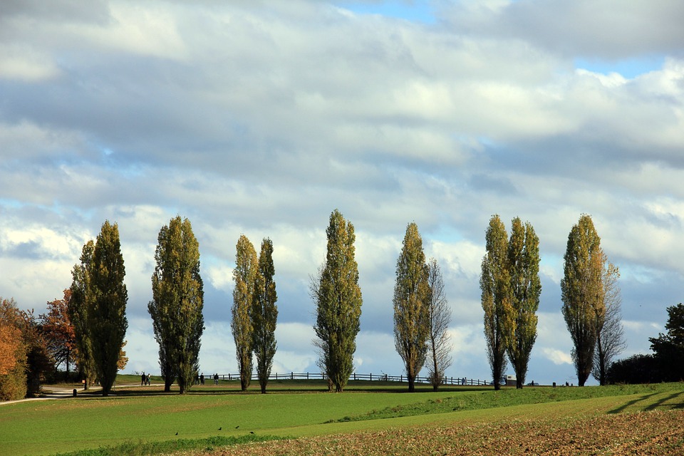Probiotics Help Poplar Trees Clean up Toxins from Groundwater