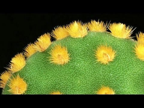 Cactus Inspired Tech Separates Oil From Water