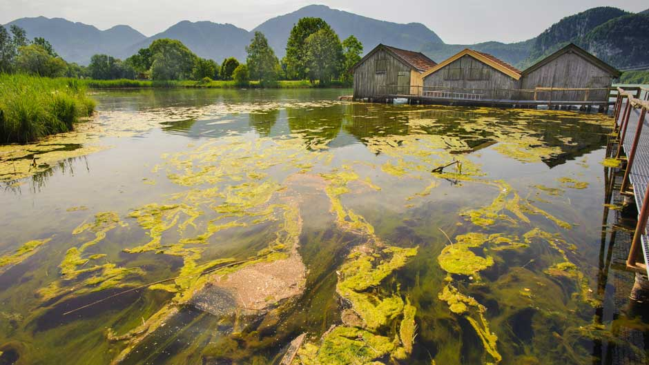 Online WEBINAR - Solutions for Effective Harmful Algal Bloom Monitoring