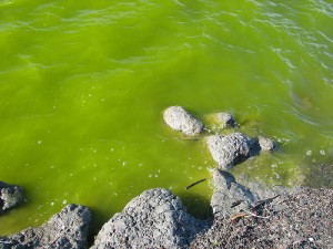 New Guidelines on Toxic Algae
