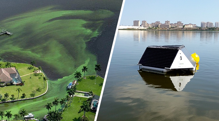 Florida and LG Sonic Exploring Cooperation Algal Problems