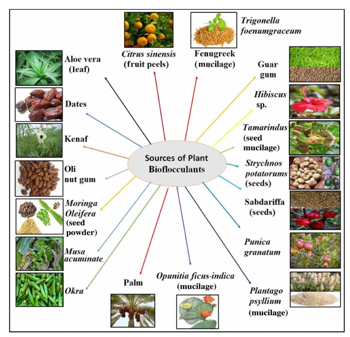 Wastewater treatment using plant-derived bioflocculants