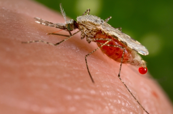 Link Between Malaria and Dams in Africa, New Study