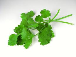 Cilantro: More Than An Herb, It Can Purify Water Too  