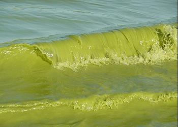 U.S. Working Group Fights Toxic Algae