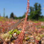 Improving the biodiversity of green roofs | UoP News