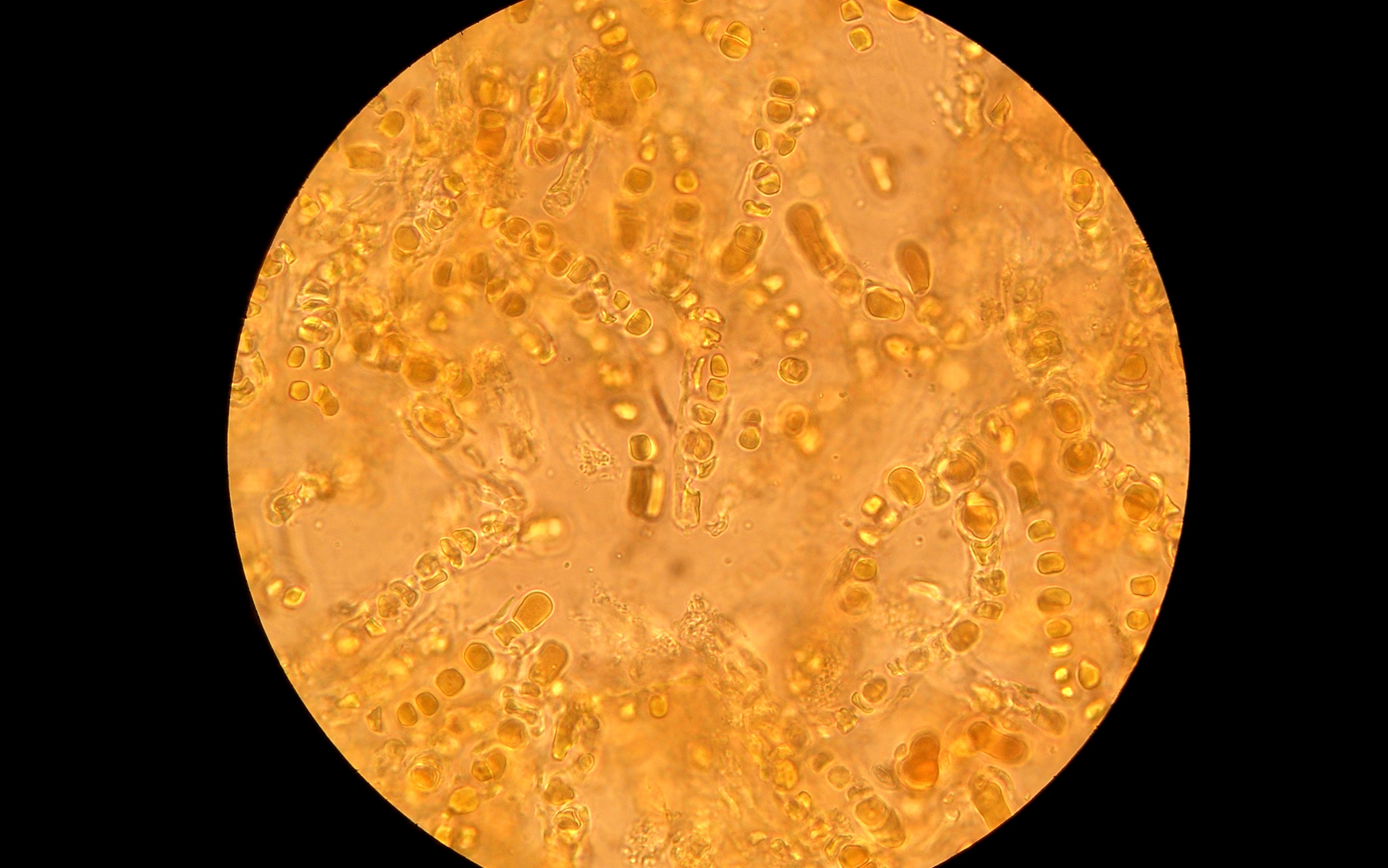 Using Environmental Genomics (16s rDNA) testing to evaluate AOB Populations in WWTP