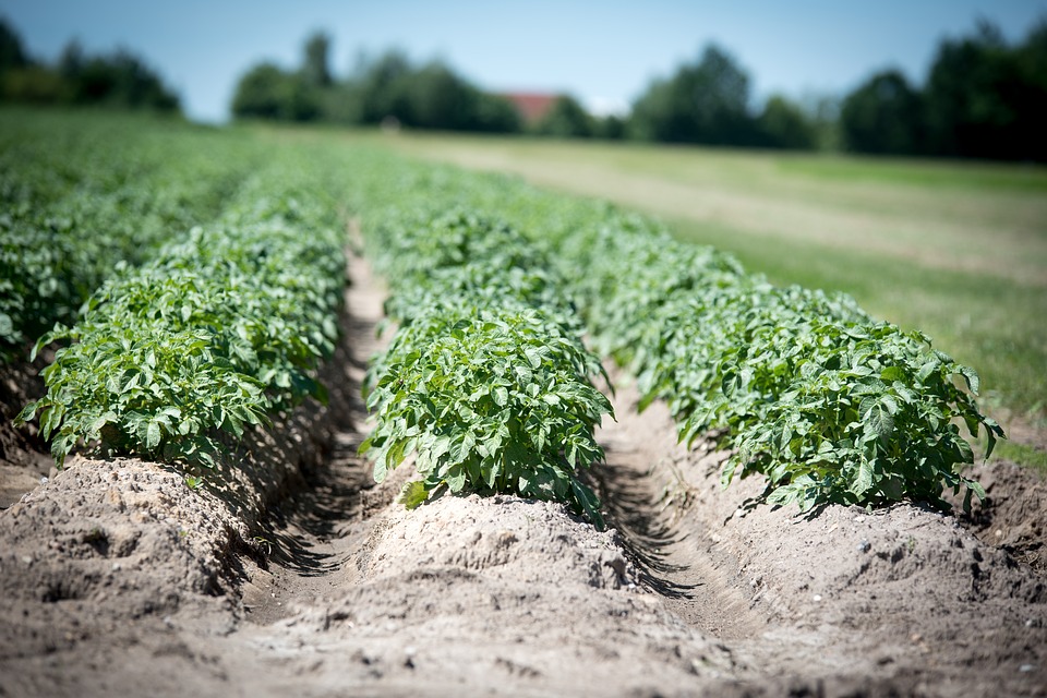 Studies Uncover Genome-Wide Responses that Limit Crop Growth in Nutrient-Poor Soils