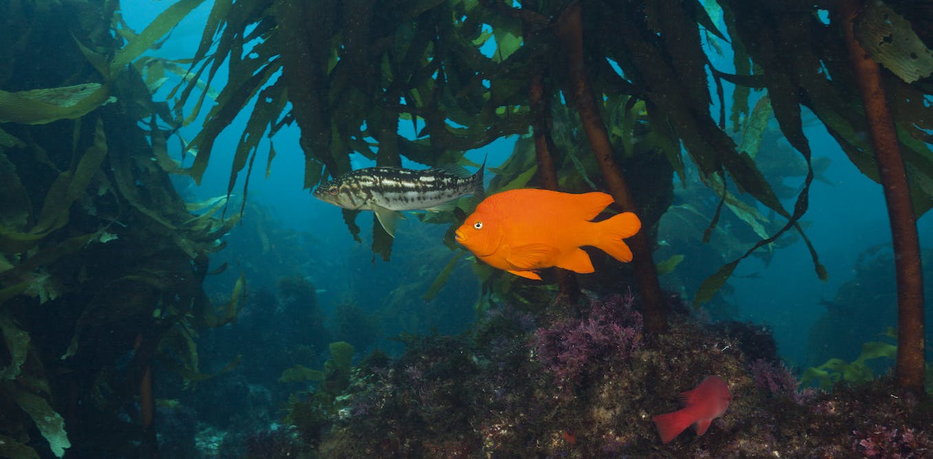 Protecting the ocean: 5 essential reads on invasive species, overfishing and other threats to sea lifeHumans rely on the ocean for many things, ...