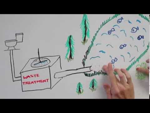 Constructed Wetlands for Wastewater Treatment