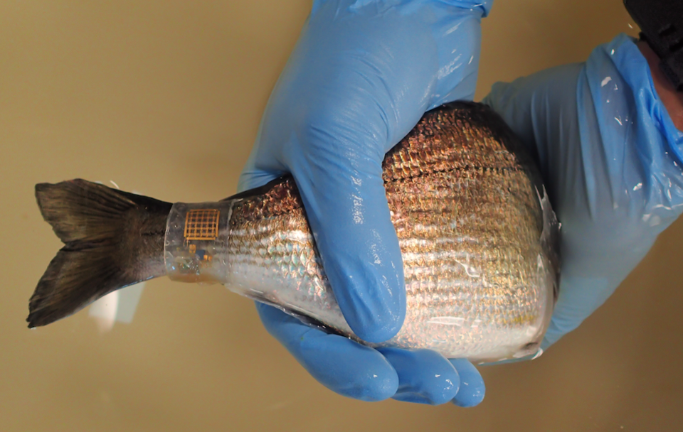Fish Wearing ‘Marine Skin’ Sensors Collect Information 6,500 Feet Below The Sea