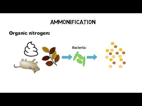 What is TKN, ammonia, ammonium - nitrogen cycle