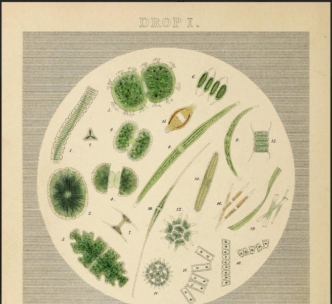 Year of Publication : 1851 This is the book on microscopic organisms available in a drop of water observed just after the invention of microscop...