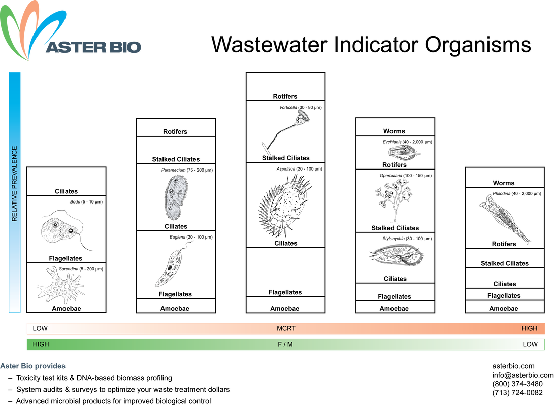 ## **Part 5: Troubleshooting Biological Processes in Wastewater Treatment Systems** 🔧### **Microorganisms in Activated Sludge** 🔬Biologica...