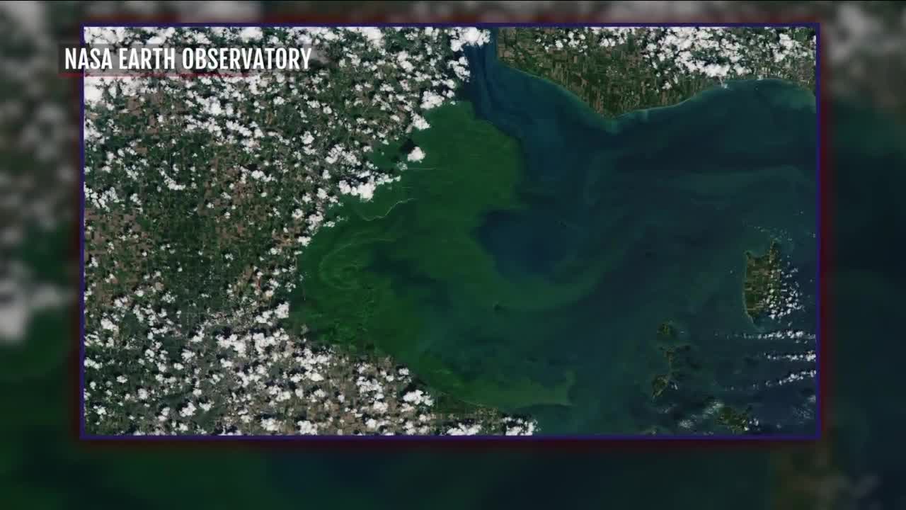 Algae Bloom Visible from Space: Bacteria that is Killing Dogs is Now Even More Expensive to Treat