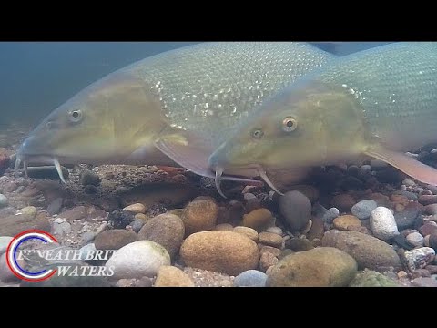 SPAWNING BARBEL A Unique InsightFinally managed to find an area in the river suitable to film spawning barbel with some amazing results.