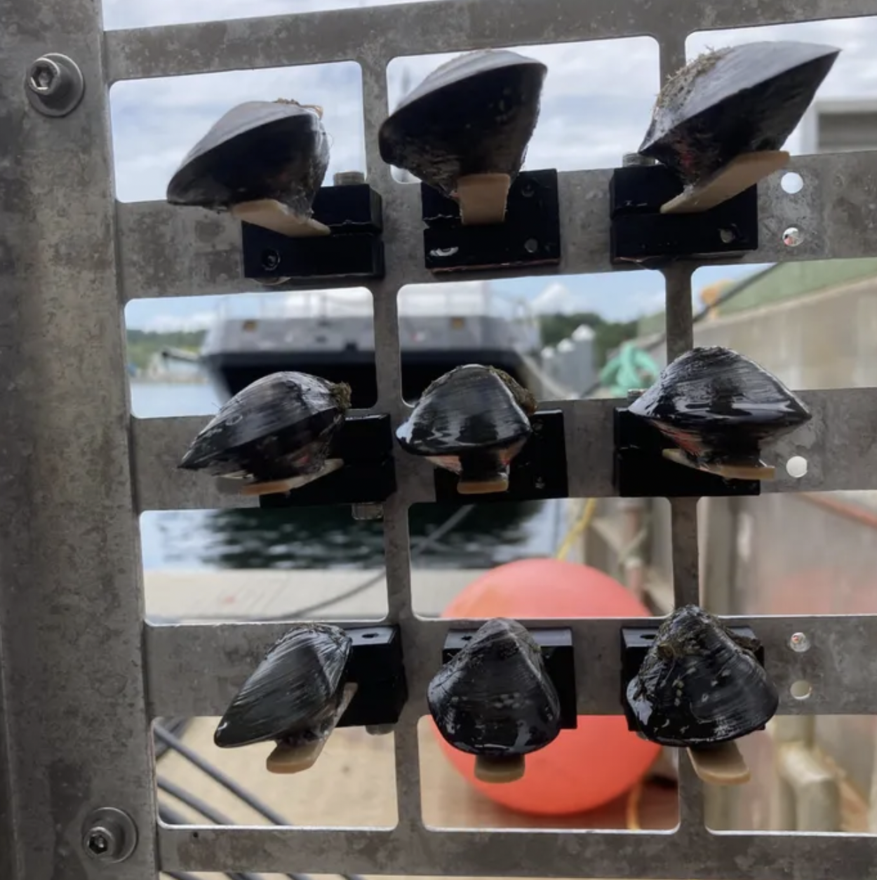 Can a mussel-based sensor warn farmers of water quality concerns?IntegraSEE&rsquo;s CEO, Lawrence Taylor, explains how monitoring the behaviour of a...