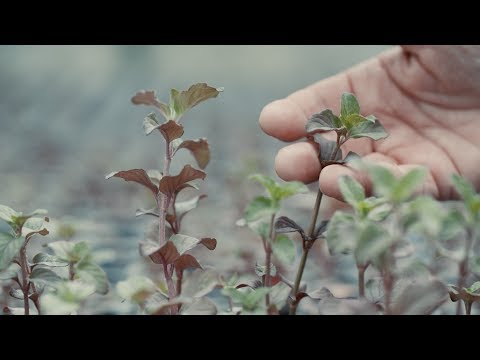 Purifying Industrial Water with Water Mint (Video)